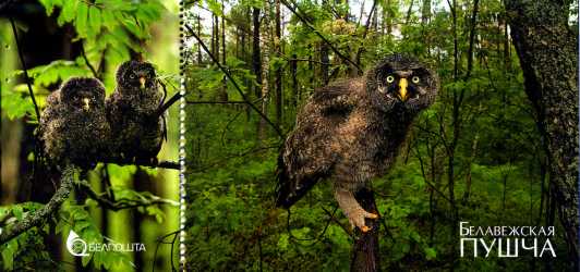 Belovezhskaya Pushcha owl