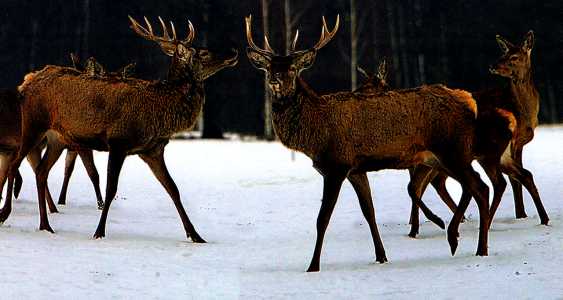 Belovezhskaya_Pushcha_deer