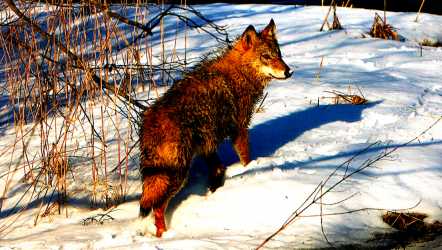 fox in Belovezhskaya Pushcha 