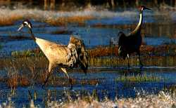 Belovezhskaya_Pushcha_birds
