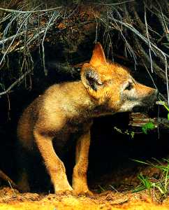 Belovezhskaya_Pushcha_fox