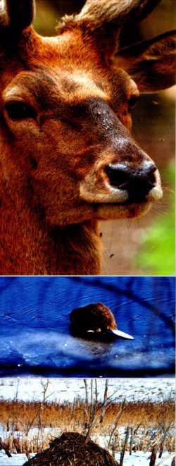 Belarus_Biospheric_Reserve