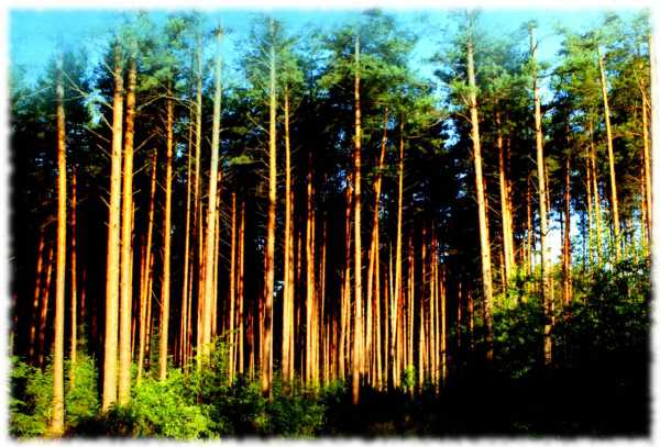 Belarus Berezina Biospheric Reserve overview