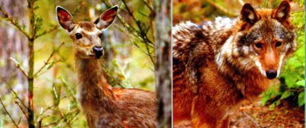 Belarus_National_park_Braslavskiye_Lakes_fauna