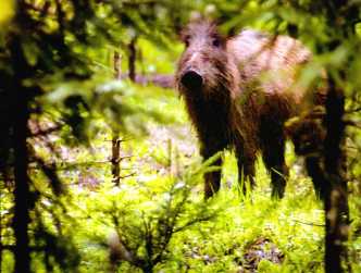 Belarus_National_park_Braslavskiye_Lakes_forest_wild_pig