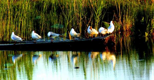 Belarus_National_park_Braslavskiye_Lakes4