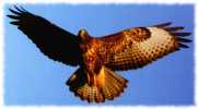 Belarus_National_park_Pripyatskiy_Eagle