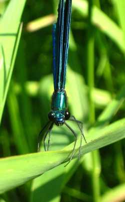 Belarus_RAKOV_VilyaRiver_dragonfly
