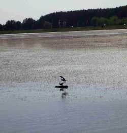 Minsk_Cnyanka_Lake_MEWS