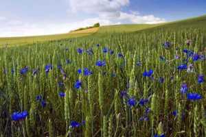 Belarus_field_wilde_flowers_Vasilek