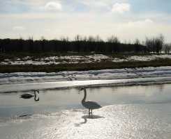 Minsk_ice_Lake_Swans