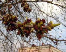 Minsk_spring_leaf_bud