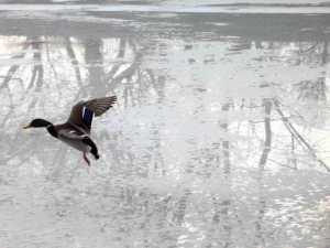 Minsk_Winter_Lake_duck